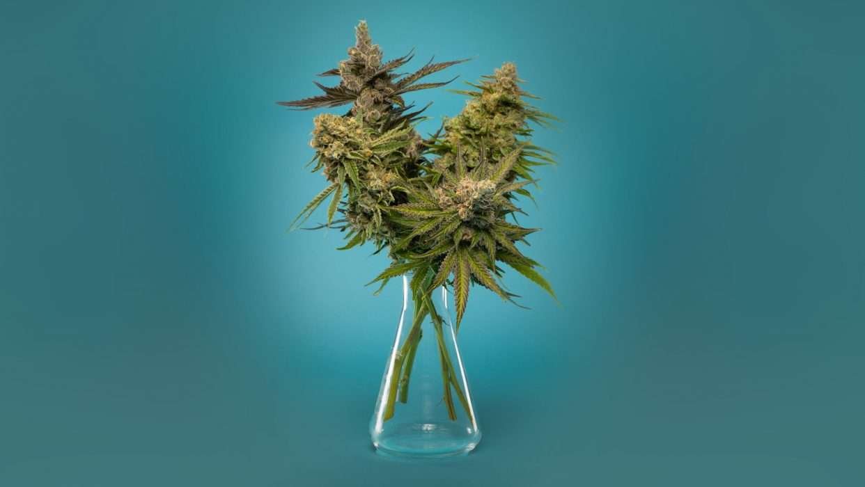 Good Chemistry cannabis flowers arranged in a glass flask against a blue background