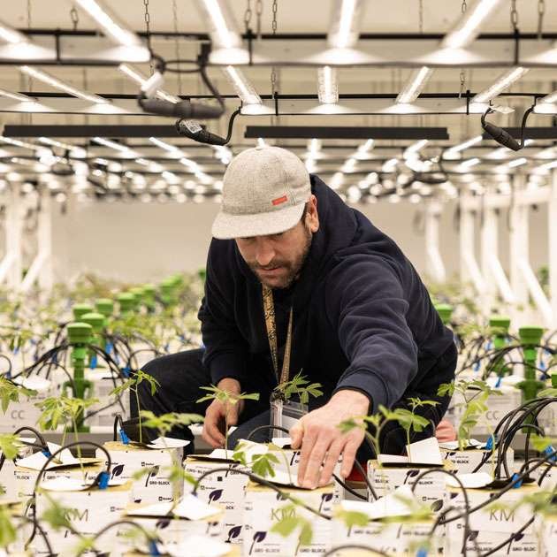 Good Chemistry founder Matthew Huron tending young cannabis plants in a cultivation room